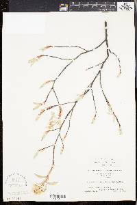 Amelanchier canadensis image