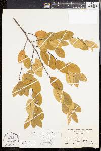 Amelanchier canadensis image