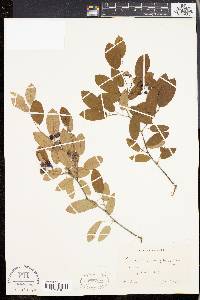 Amelanchier canadensis image