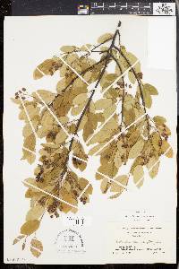 Amelanchier canadensis image