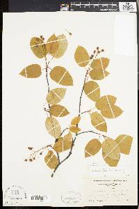 Amelanchier laevis image