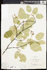 Amelanchier laevis image