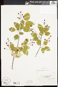 Amelanchier laevis image