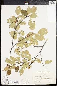 Amelanchier laevis image