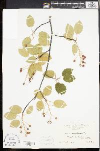 Amelanchier laevis image