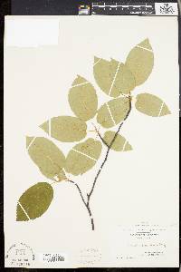 Amelanchier laevis image