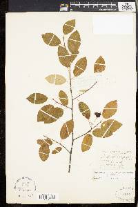 Amelanchier laevis image