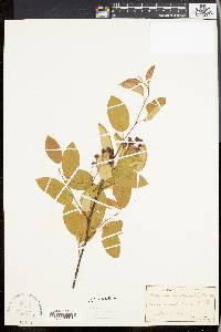 Amelanchier laevis image