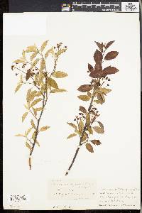 Amelanchier laevis image