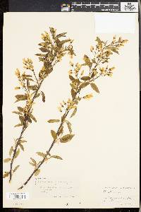 Amelanchier laevis image