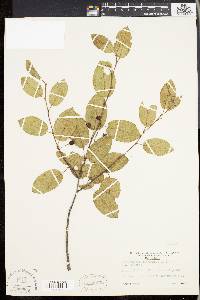 Amelanchier laevis image