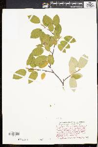 Amelanchier laevis image