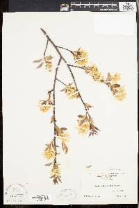 Amelanchier laevis image