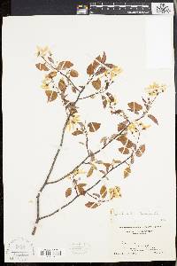 Amelanchier laevis image