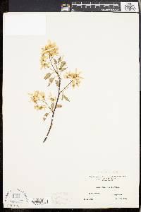 Amelanchier laevis image