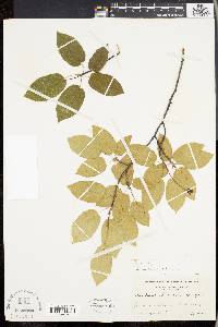 Amelanchier laevis image