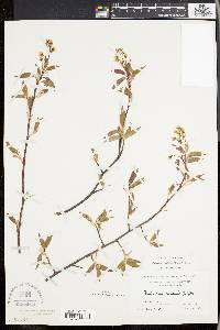 Amelanchier laevis image