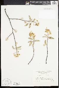 Amelanchier laevis image