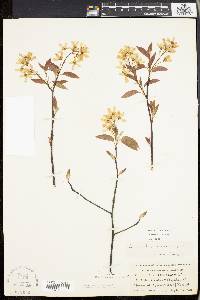 Amelanchier laevis image