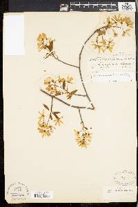 Amelanchier laevis image