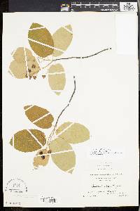 Amelanchier laevis image