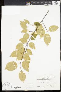 Amelanchier laevis image