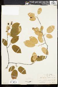 Amelanchier laevis image