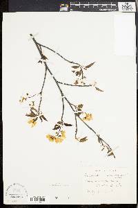 Amelanchier laevis image