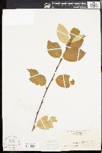 Amelanchier laevis image