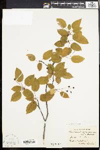 Amelanchier laevis image