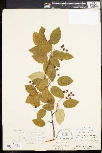 Amelanchier laevis image