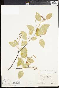 Amelanchier laevis image