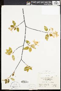 Amelanchier laevis image