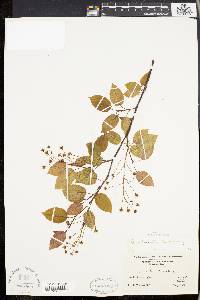 Amelanchier laevis image