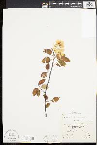 Amelanchier laevis image