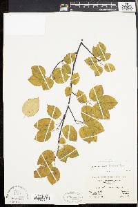 Amelanchier laevis image