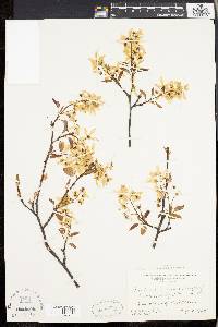 Amelanchier laevis image