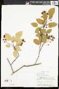 Amelanchier laevis image