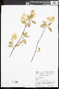 Amelanchier laevis image