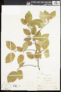 Amelanchier laevis image