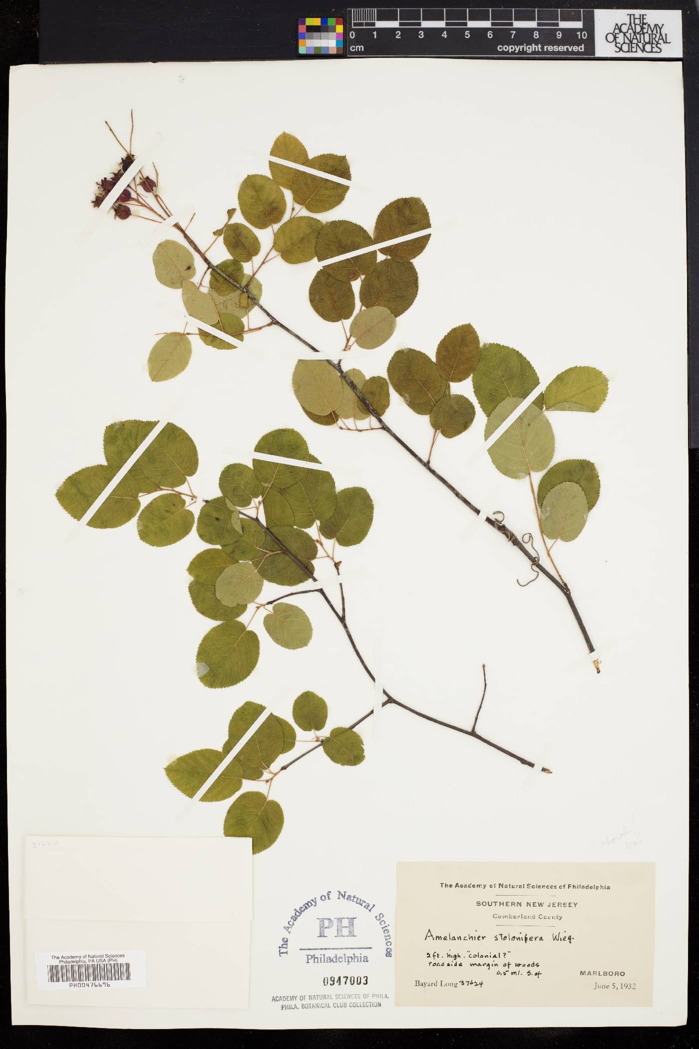 Amelanchier obovalis image