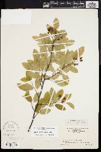 Amelanchier obovalis image