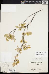 Amelanchier obovalis image