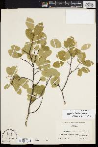 Amelanchier obovalis image