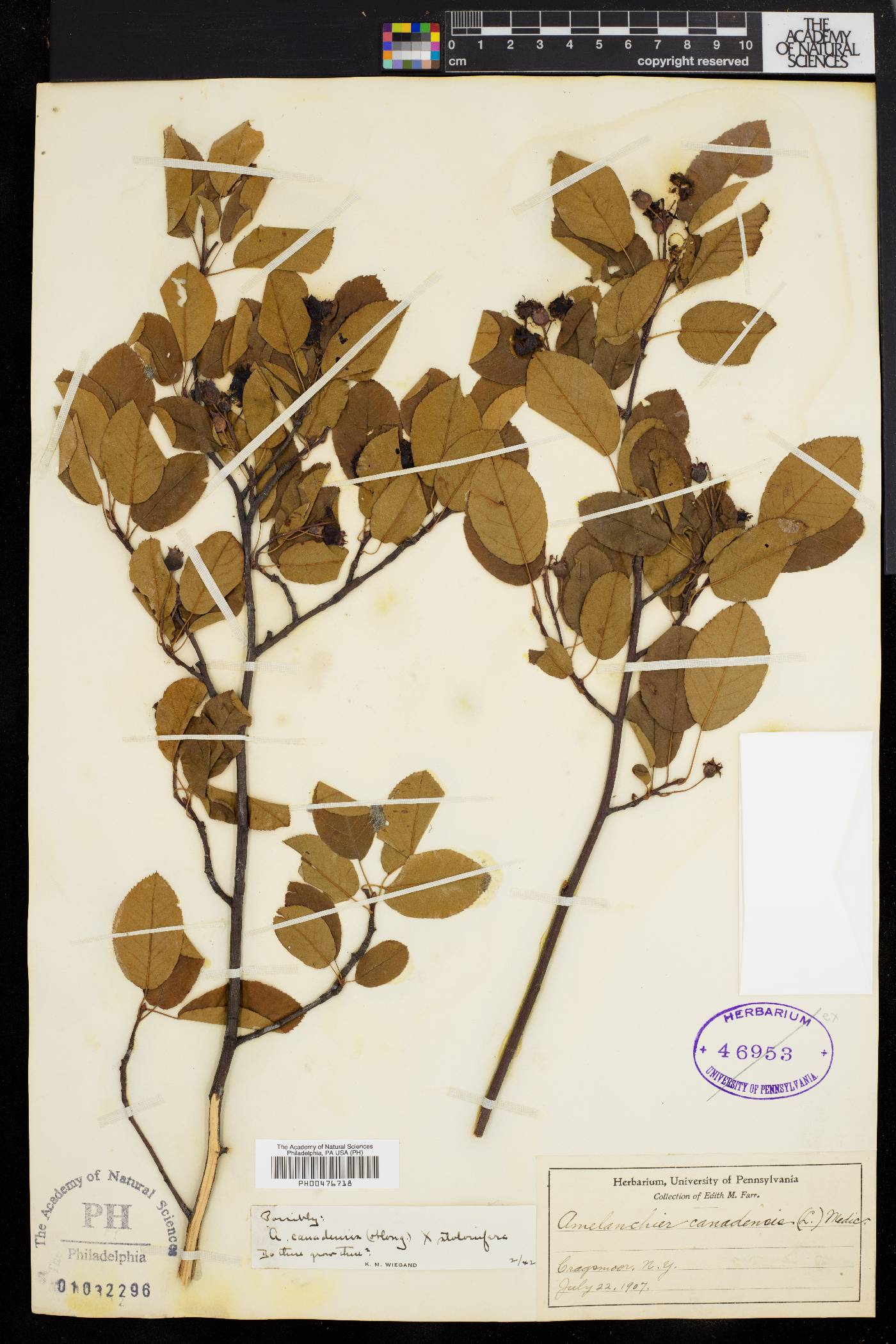 Amelanchier obovalis image