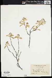 Amelanchier stolonifera image