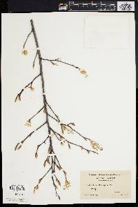 Amelanchier stolonifera image