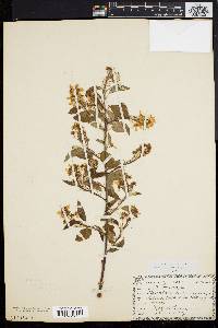 Amelanchier stolonifera image