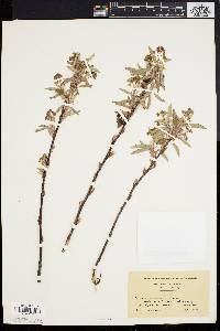 Amelanchier stolonifera image