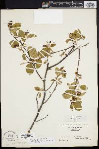 Amelanchier stolonifera image